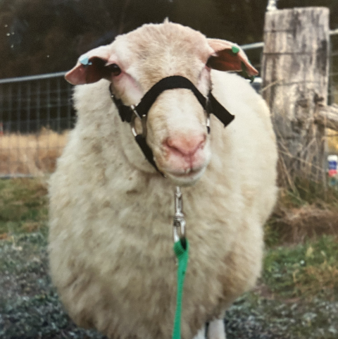 Louie the Sheep: From Tragedy to Triumph