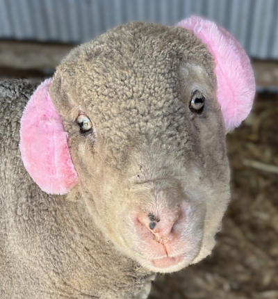 Deaf Betty - The Ewe That Doesn't Let Disability Define Her