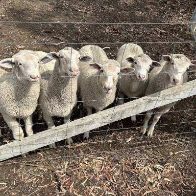 Five Rascal Lambs: A Brotherhood Born in Rescue