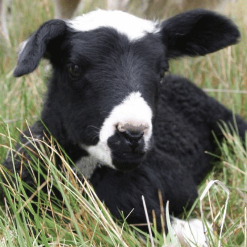 A serene black and white lamb resting in grass, evoking a peaceful and gentle mood - special greeting card.