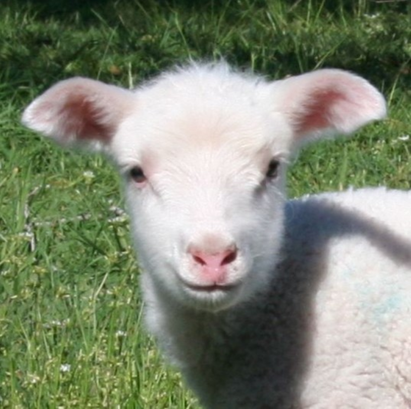 A close-up of Sammi, capturing his gentle expression for an endearing, comforting presence.