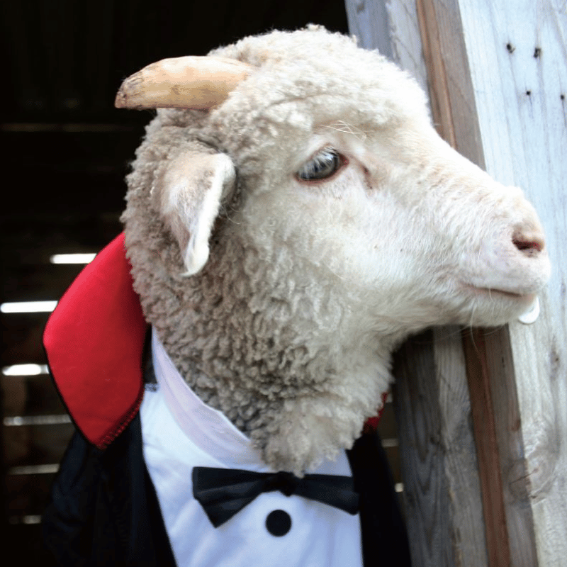 A curious lamb with small horns, dressed in a cape and bow tie, peeking around the doorway of a cubby house, as if ready for an adventure—a playful and endearing scene.