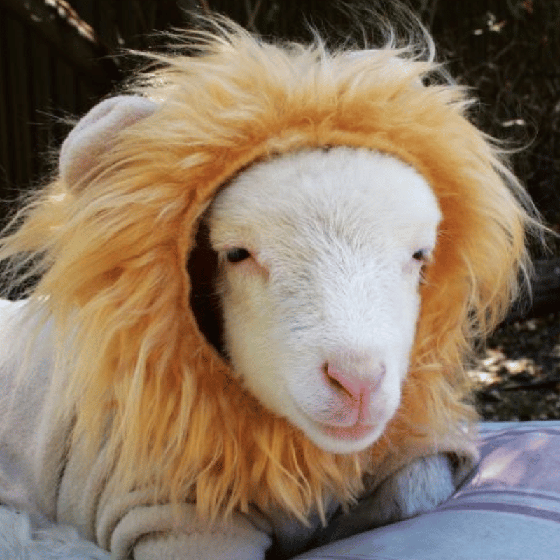 A fluffy lamb dressed in a detailed lion costume, its wool peeking through the mane, creating a playful and unexpected mix of innocence and strength.