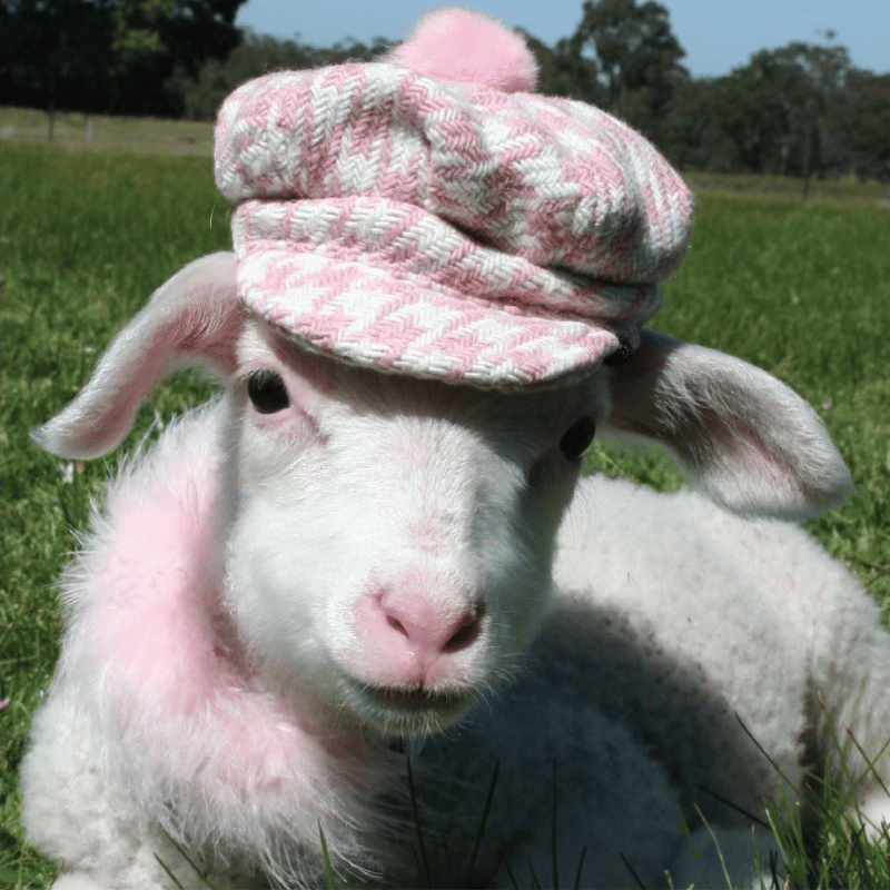 A fashionable lamb wearing a soft pink cap and a matching feathered collar, gazing directly into the camera with a poised and elegant charm.