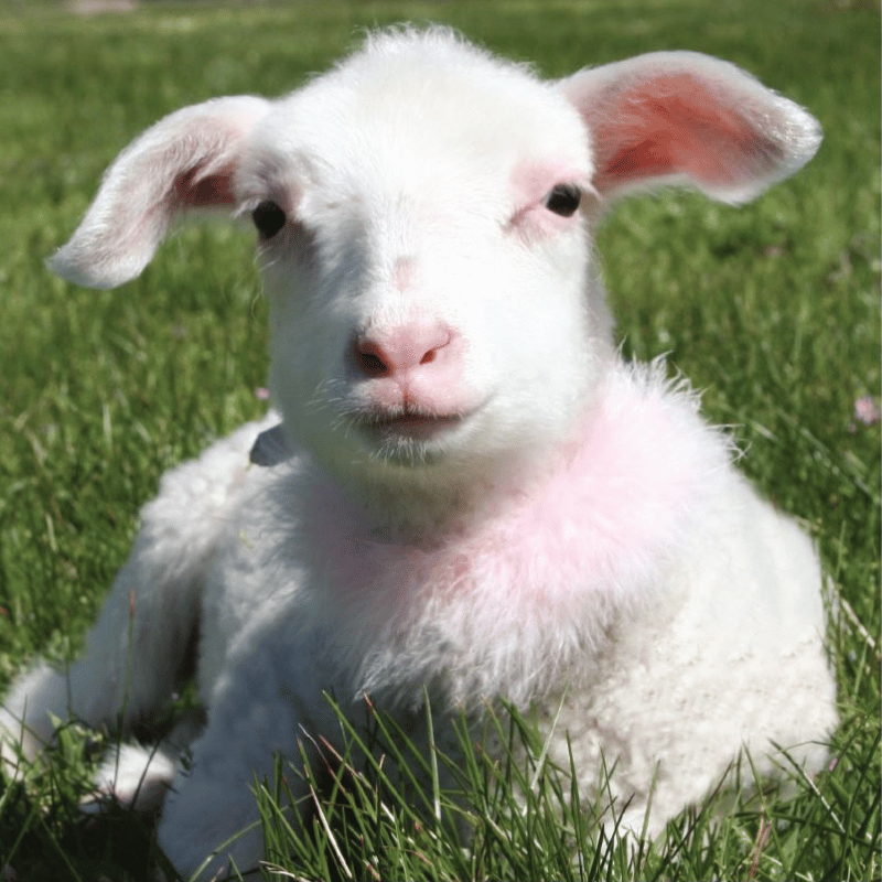 A lamb resting in lush green grass, wearing a delicate feathered pink collar that flutters in the wind, gazing directly into the camera with a gentle and whimsical charm.