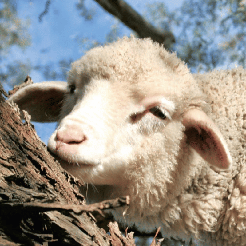 A gentle lamb resting on textured tree bark, gazing directly into the camera with a calm and curious expression—a serene and earthy portrait.