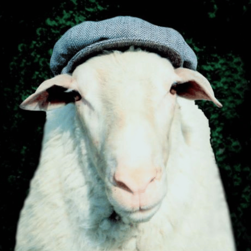 A detailed close-up of a white adult ram wearing a snug woolen cap - a striking and unique portrait. 