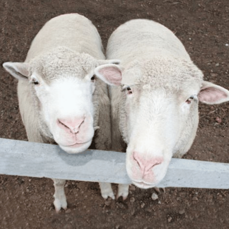 Two sheep standing side by side, gazing directly into the camera over a concrete stay—a striking and symmetrical rural portrait.